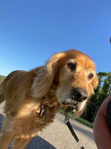 70d54c2f-6c69-419f-a224-abc87b86c0cc