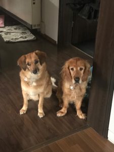 afd2e119-33ea-44d3-9593-70f3928c39f9