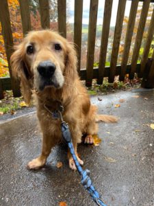 e63ed932-3961-4133-b250-fd4322d21f64