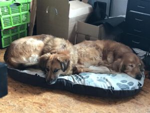 f0af1f04-67b0-435a-b99f-978be5817526